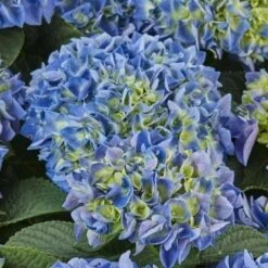 Eco Nest Store 34 Hydrangea Macrophylla Candy Heart Blue
