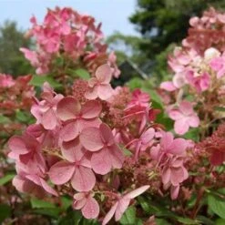 Hydrangea Paniculata Early Sensation -Eco Nest Store Hydrangeapan.EarlySensation02