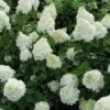 Hydrangea Paniculata Silver Dollar 1 Hydrangea Paniculata Silver Dollar -Eco Nest Store HydrangeapaniculataSilverDollar
