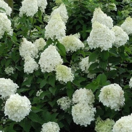Hydrangea Paniculata Silver Dollar 3 Hydrangea Paniculata Silver Dollar