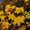 Acer Cappadocicum Aureum -Eco Nest Store IMG 20181101 134744