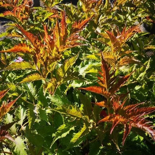 Sambucus Nigra Serenade 4 Sambucus Nigra Serenade - Image 2