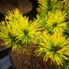 Pinus Mugo Golden Glow -Eco Nest Store IMG 20220216 114912