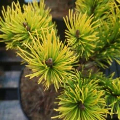 Pinus Mugo Golden Glow 7 Pinus Mugo Golden Glow -Eco Nest Store IMG 20220216 114928