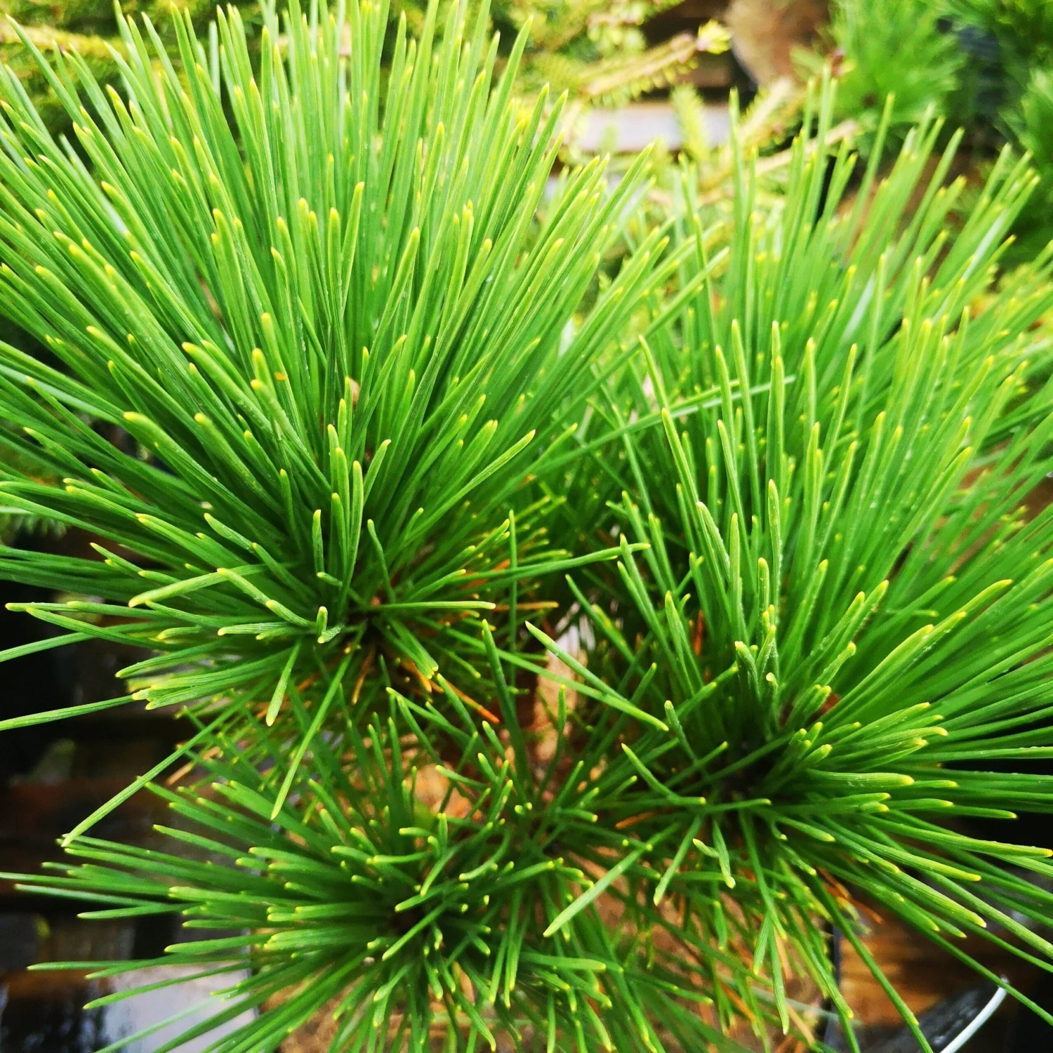 Pinus Thunbergii Thunderhead 3 Pinus Thunbergii Thunderhead