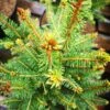 Picea Abies Remontii -Eco Nest Store IMG 20220216 115005