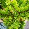 Pinus Mugo Mumpitz -Eco Nest Store IMG 20220216 115052