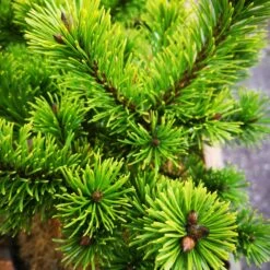 Pinus Mugo Mumpitz -Eco Nest Store IMG 20220216 115110