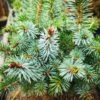 Picea Sitchensis Tenas -Eco Nest Store IMG 20220216 115135 1 BURST002