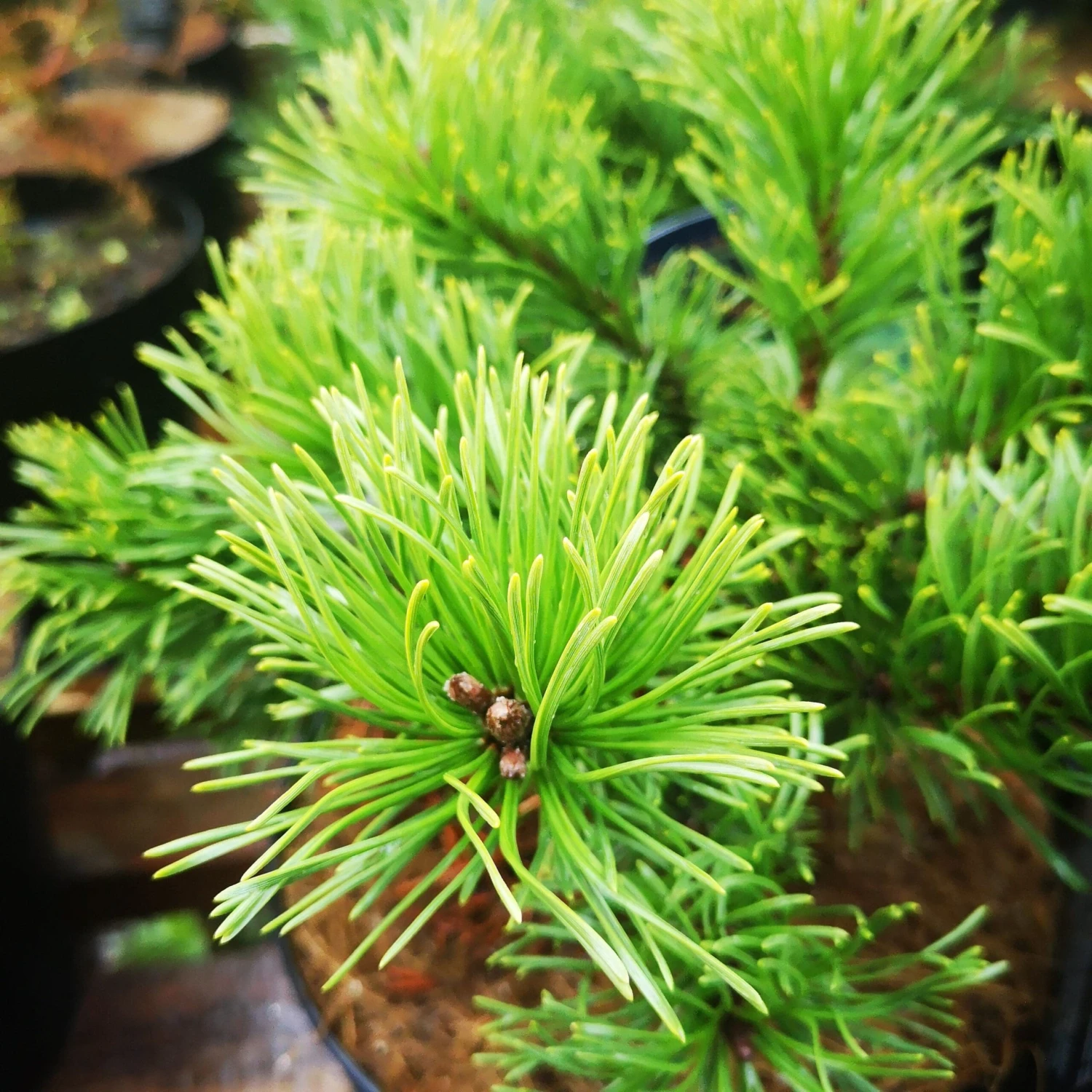 Pinus Mugo Krauskopf 3 Pinus Mugo Krauskopf