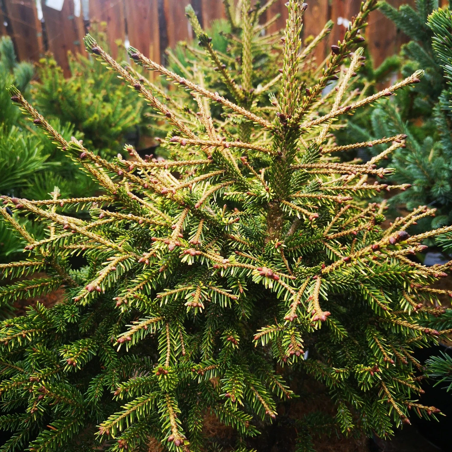 Picea Orientalis Wittboldt 3 Picea Orientalis Wittboldt