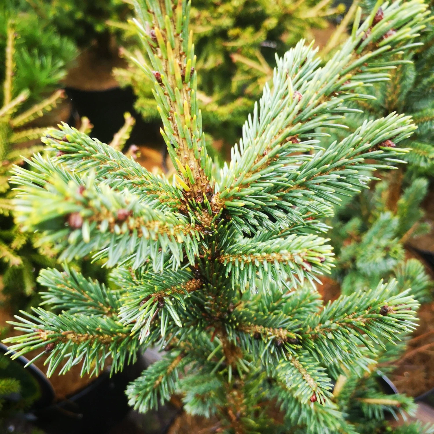 Picea Likiangensis Var. Rubescens 3 Picea Likiangensis Var. Rubescens