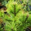 Pinus Mugo Arpad -Eco Nest Store IMG 20220216 115318