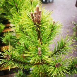 Pinus Mugo Arpad -Eco Nest Store IMG 20220216 115325