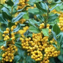 Ilex Aquifolium Bacciflava