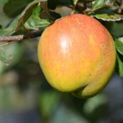 Apple Irish Pitcher -Eco Nest Store Irish Pitcher A02