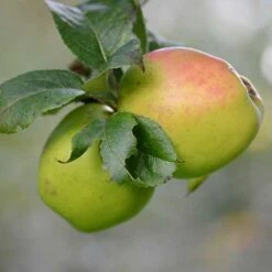 Apple Irish Pitcher -Eco Nest Store Irish Pitcher A05