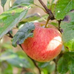 Apple James Grieve -Eco Nest Store James Grieve03