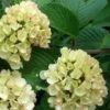 Viburnum Plicatum Mary Milton