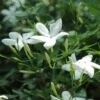 Jasminum Officinale