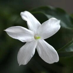Jasminum Officinale -Eco Nest Store Jasminum officinale 03
