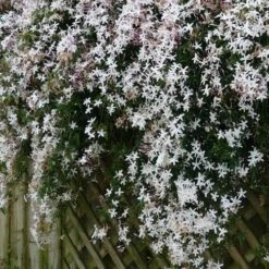 Jasminum Officinale -Eco Nest Store Jasminum officinale 08