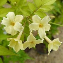 Jasminum Officianale Clotted Cream -Eco Nest Store Jasminum officinale Clotted Cream 02