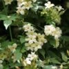 Jasminum Officianale Clotted Cream