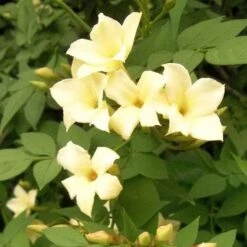 Jasminum Officianale Clotted Cream -Eco Nest Store Jasminum officinale Clotted Cream 04