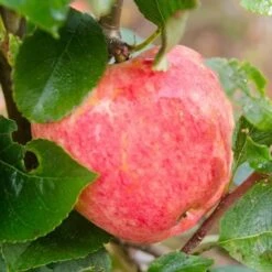 Apple Katy -Eco Nest Store Katie02