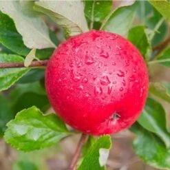 Apple Katy -Eco Nest Store Katie03