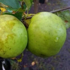 Apple Keegan’s Crab 7 Apple Keegan’s Crab -Eco Nest Store Keegans Crab 2