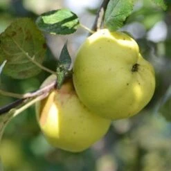 Apple Kemp -Eco Nest Store Kemp A03