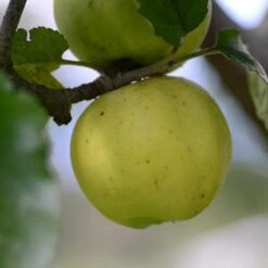 Apple Kemp -Eco Nest Store Kemp A05