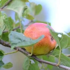 Apple Kerry Pippin -Eco Nest Store Kerry Pippin A04