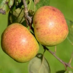 Apple Kilkenny Pearmain -Eco Nest Store Kilkenny Pearmain A02