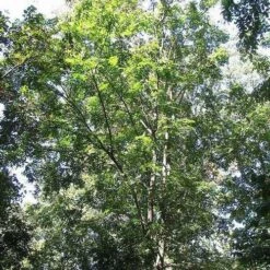 Koelreuteria Bipinnata - Chinese Flame Tree 11 Koelreuteria Bipinnata - Chinese Flame Tree -Eco Nest Store Koelreuteria bipinata 01