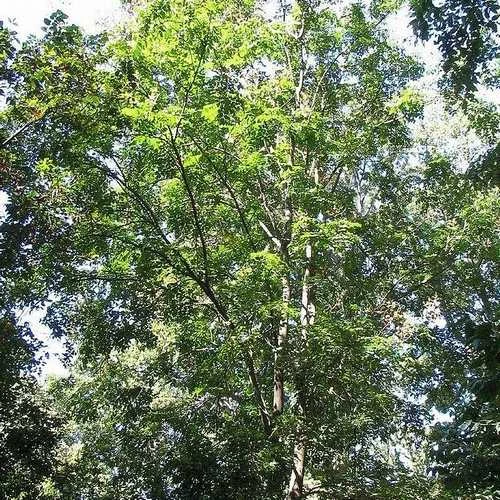 Koelreuteria Bipinnata - Chinese Flame Tree 6 Koelreuteria Bipinnata - Chinese Flame Tree - Image 4