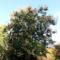 Koelreuteria Bipinnata - Chinese Flame Tree 12 Koelreuteria Bipinnata - Chinese Flame Tree -Eco Nest Store Koelreuteria bipinata 03