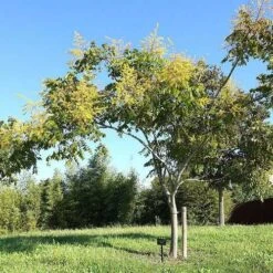 Koelreuteria Bipinnata - Chinese Flame Tree 13 Koelreuteria Bipinnata - Chinese Flame Tree -Eco Nest Store Koelreuteria bipinata 04