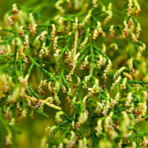 Lagarostrobos Franklinii - Huon Pine 6 Lagarostrobos Franklinii - Huon Pine - Image 4