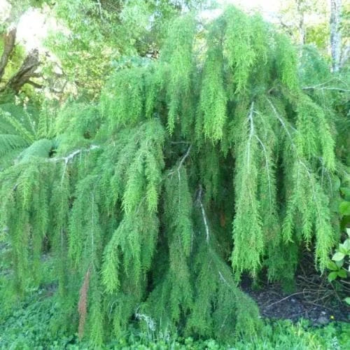 Lagarostrobos Franklinii - Huon Pine 3 Lagarostrobos Franklinii - Huon Pine
