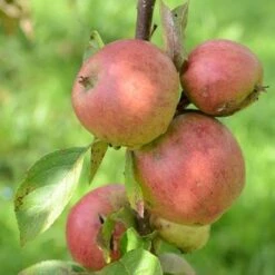 Apple Laxton Superb 13 Apple Laxton Superb -Eco Nest Store Laxton s Superb A02