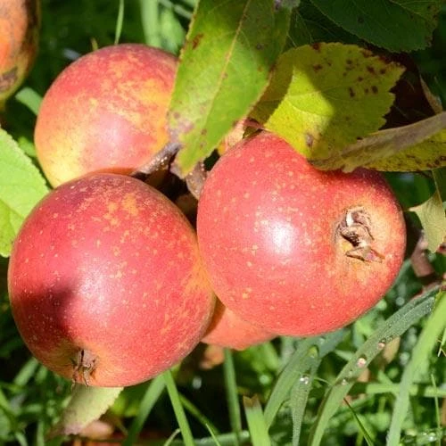 Apple Laxton Superb 6 Apple Laxton Superb - Image 4