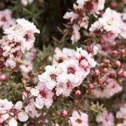 Leptospermum Scoparium Apple Blossom -Eco Nest Store Leptospermum scoparium Appleblossom 01