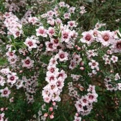 Leptospermum Scoparium Apple Blossom