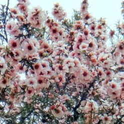 Leptospermum Scoparium Apple Blossom -Eco Nest Store Leptospermum scoparium Appleblossom 03