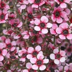 Leptospermum Scoparium Martini -Eco Nest Store Leptospermum scoparium Martinii 02