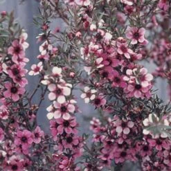Leptospermum Scoparium Martini -Eco Nest Store Leptospermum scoparium Martinii 05