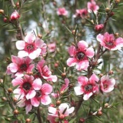 Leptospermum Scoparium Martini -Eco Nest Store Leptospermum scoparium Martinii 06
